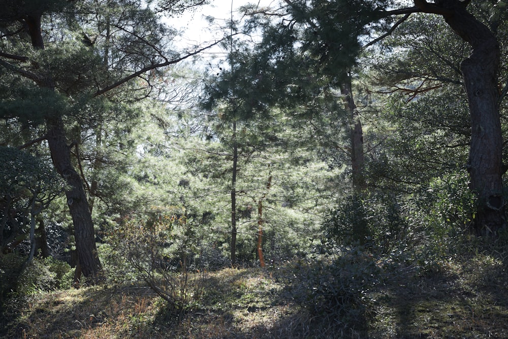 a wooded area with lots of trees and grass