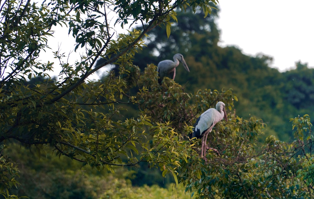 a couple of birds sitting on top of a tree