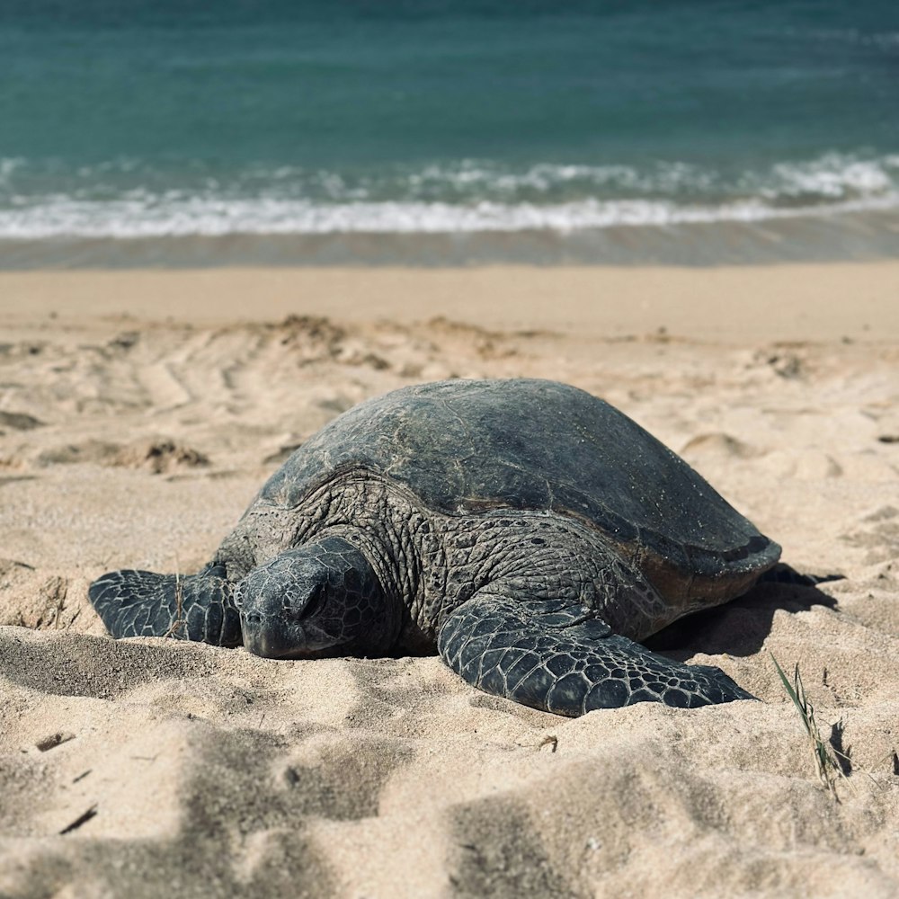 a green turtle is laying on the beach