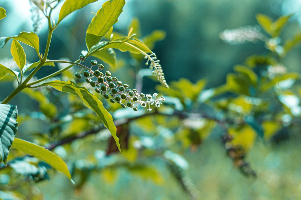 a close up of a plant with leaves