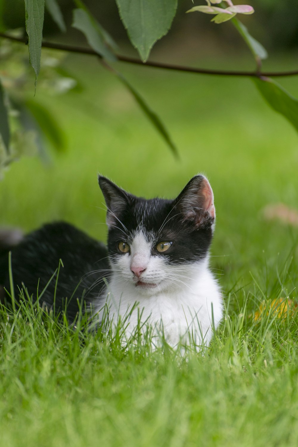 a black and white cat laying in the grass