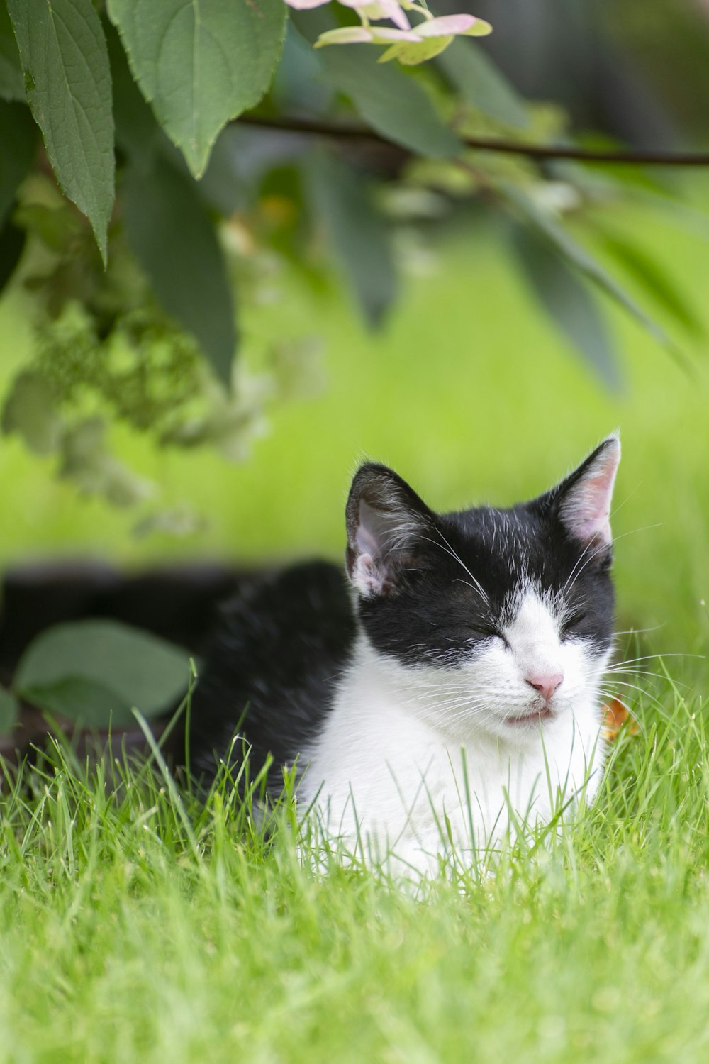 a black and white cat laying in the grass