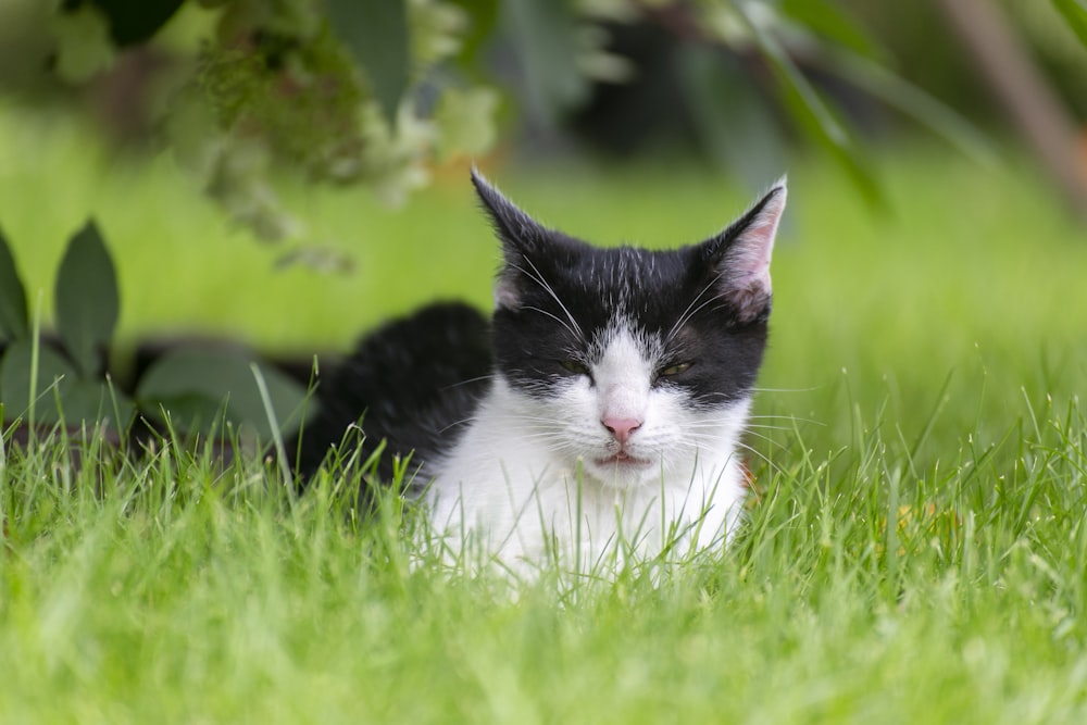 a black and white cat laying in the grass