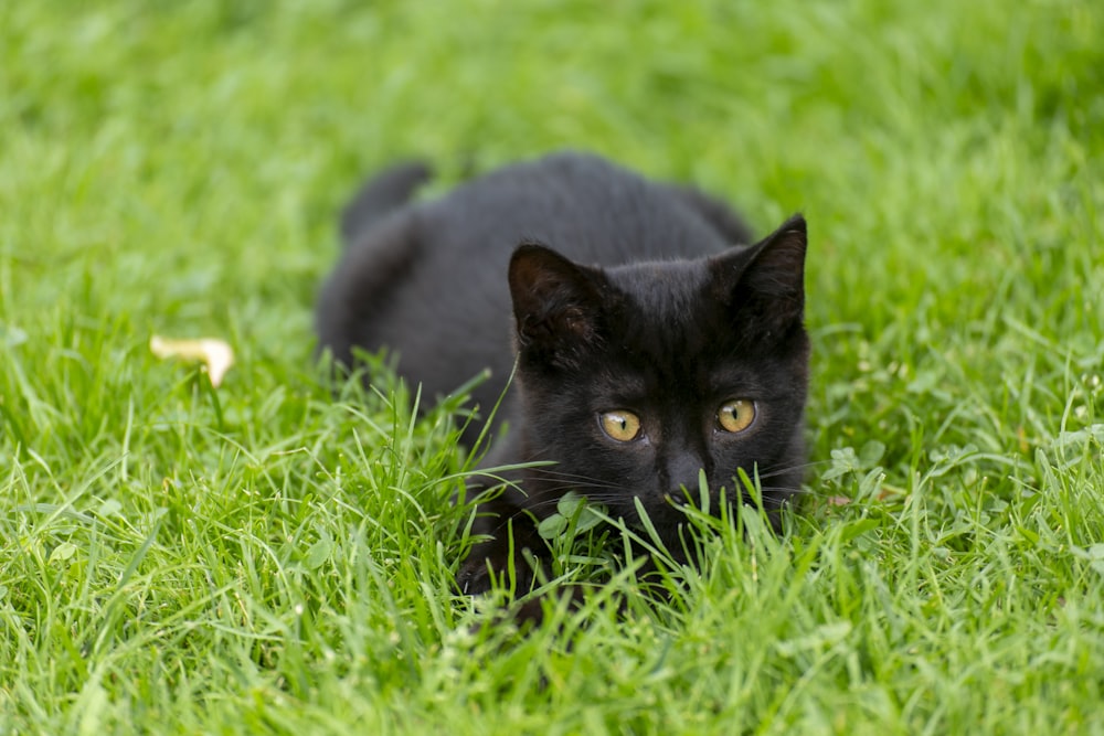 a black cat is laying in the grass