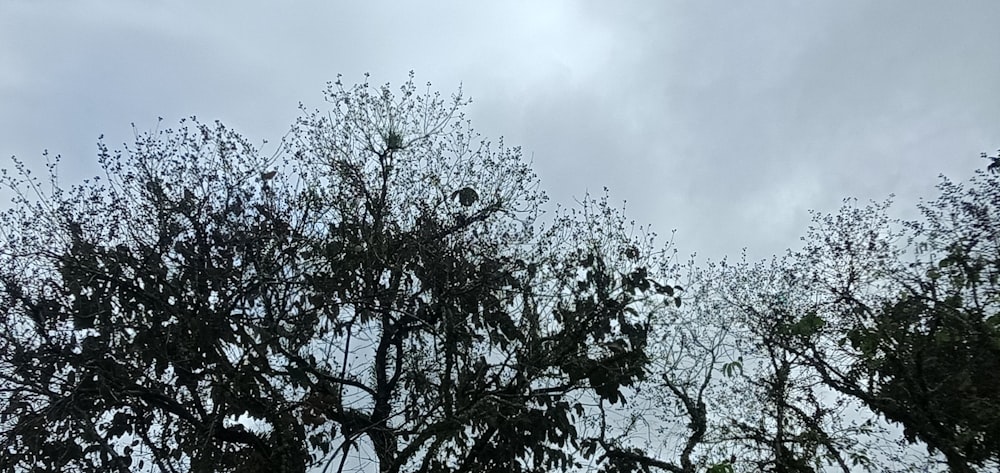 a bird is perched on a tree branch