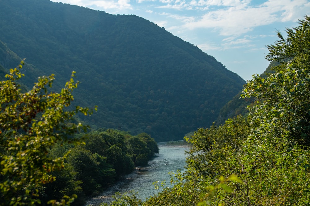 a river running through a lush green forest