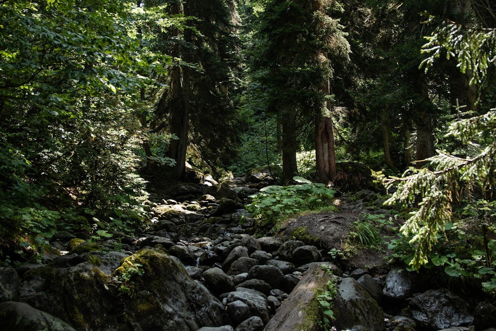 a stream running through a lush green forest