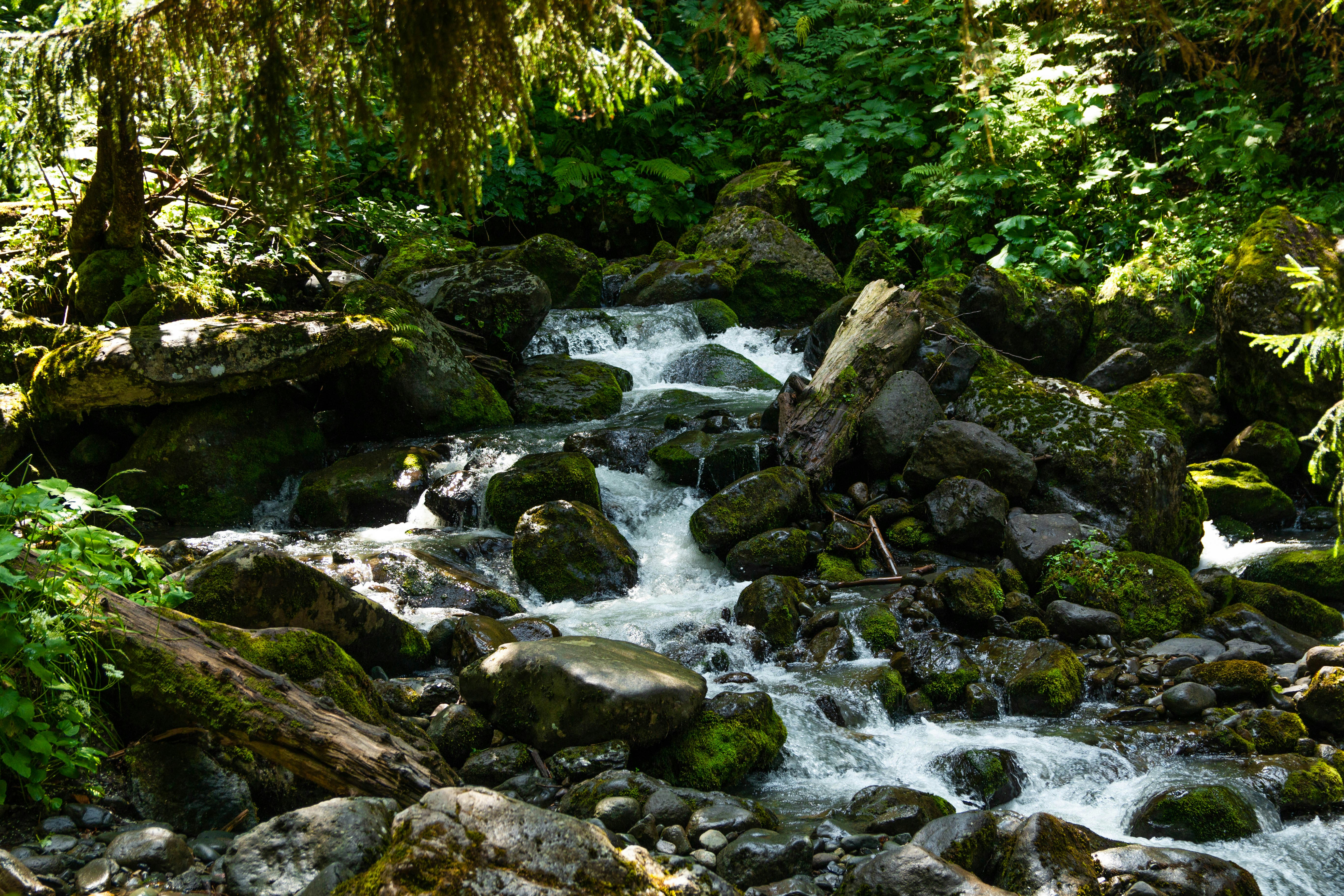 поток воды, струящийся по пышному зелёному лесу