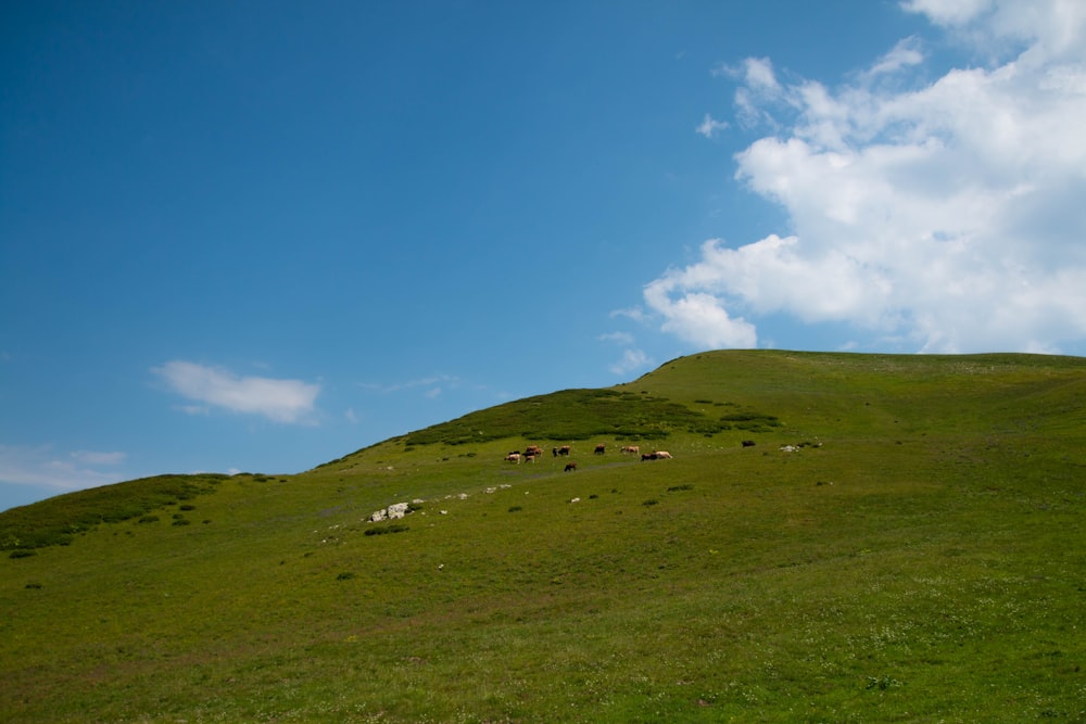 a herd of sheep grazing on a lush green hillside