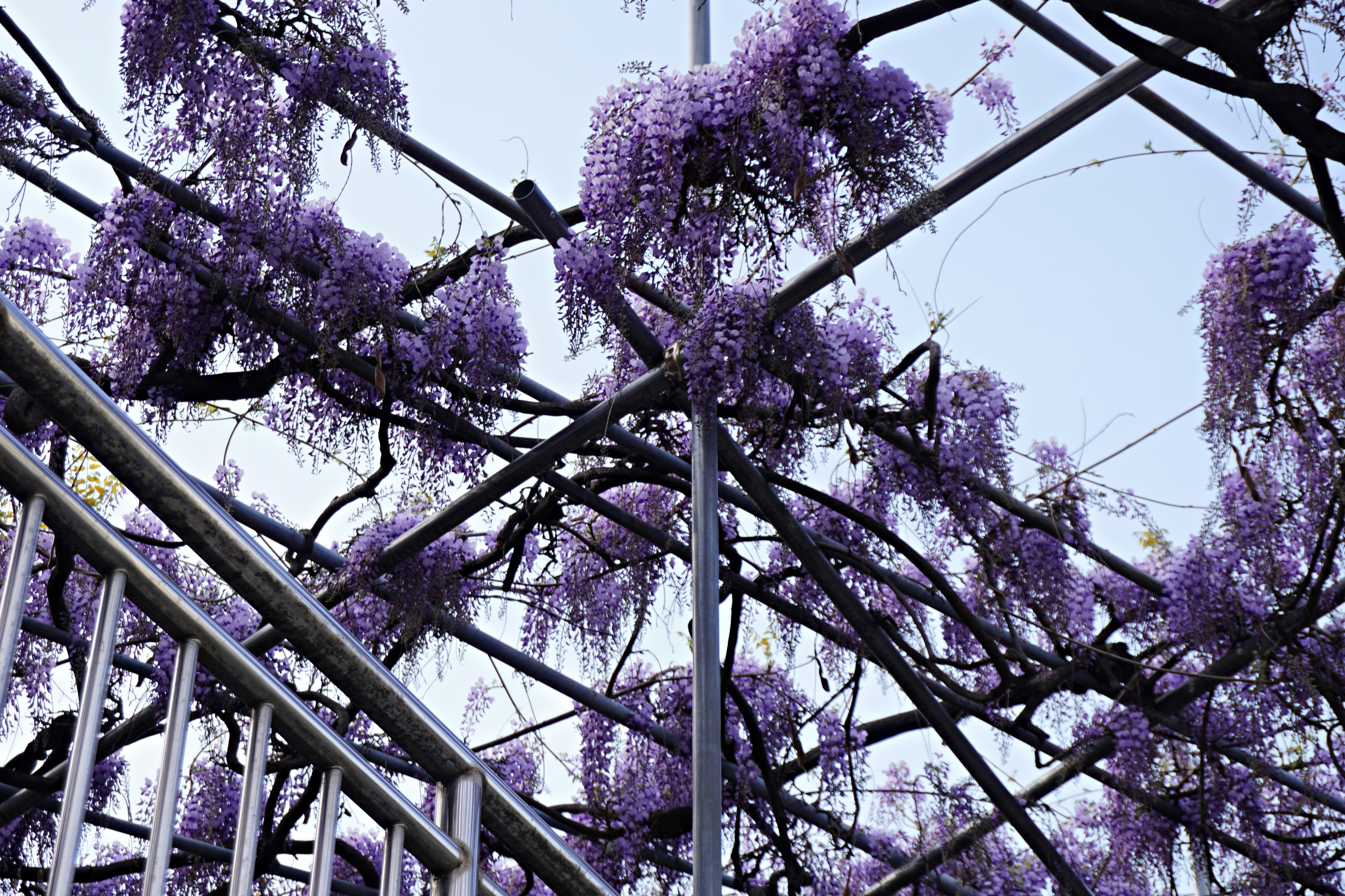 Cascading purple wisteria blossoms hanging from a wooden pavilion
