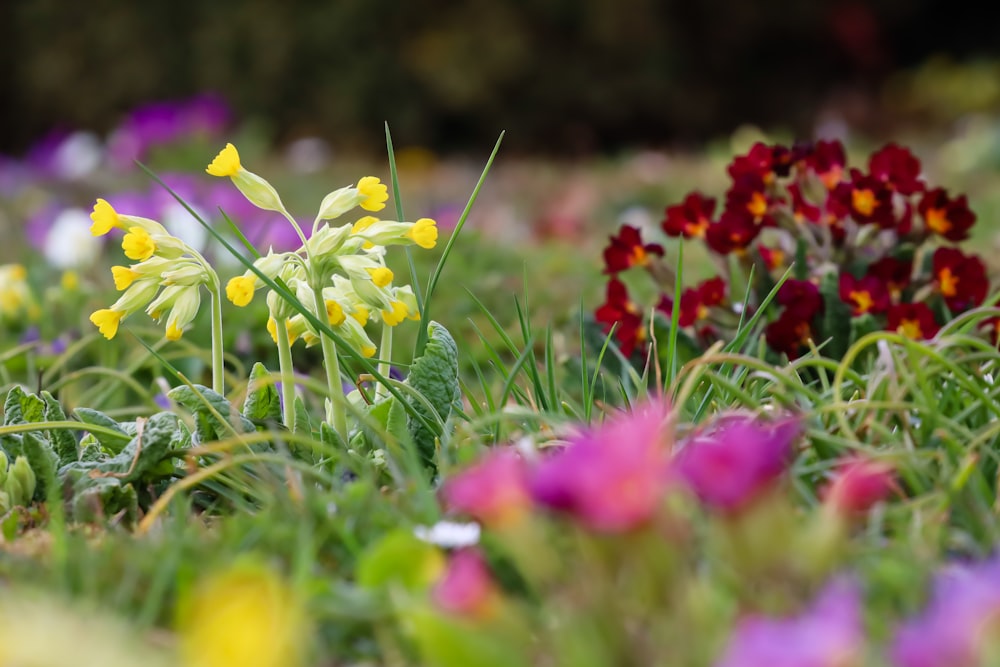 a bunch of flowers that are in the grass