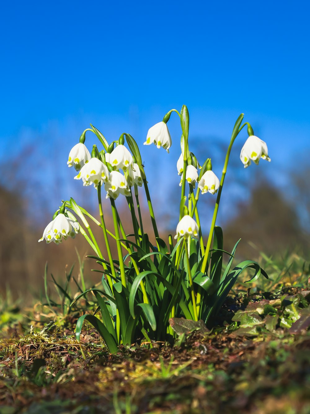 a group of white flowers growing out of the ground