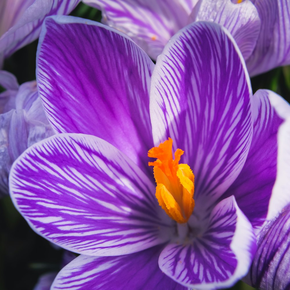 a close up of a purple flower with yellow stamen