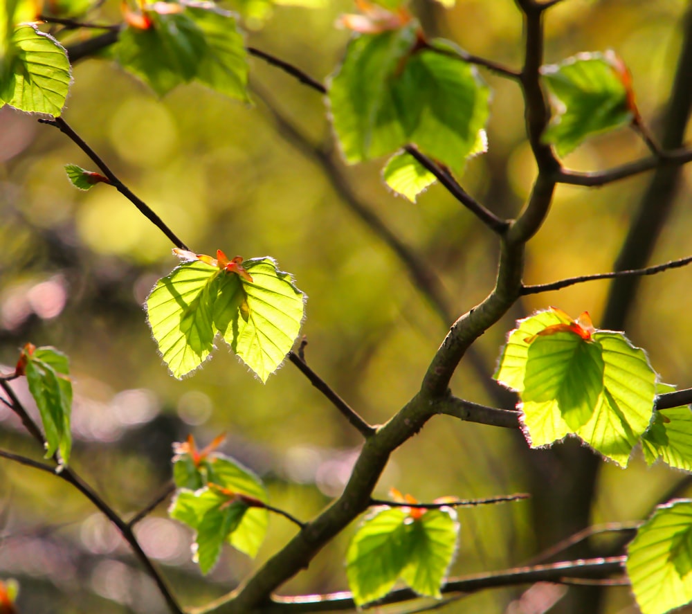 um galho de árvore com folhas verdes à luz do sol