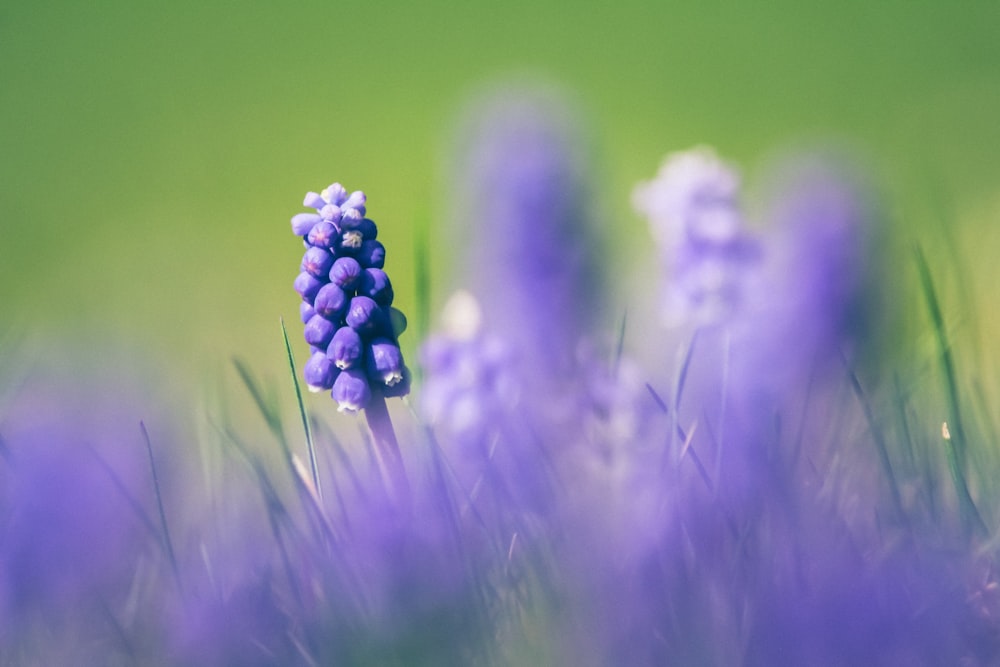 a bunch of flowers that are in the grass