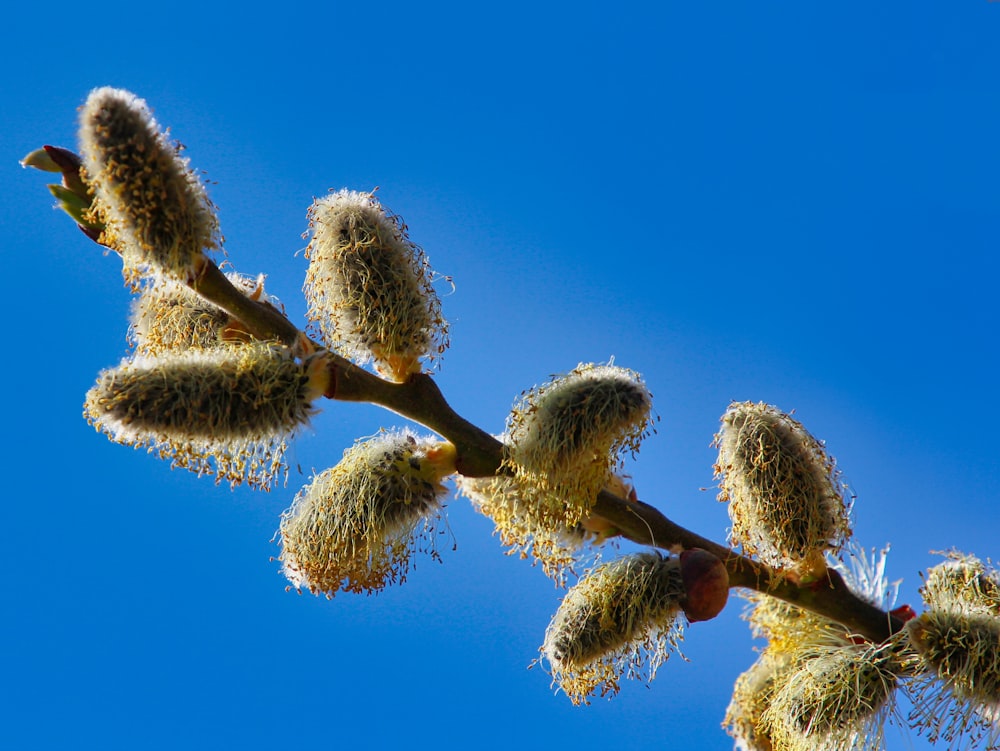 a close up of a tree branch with buds