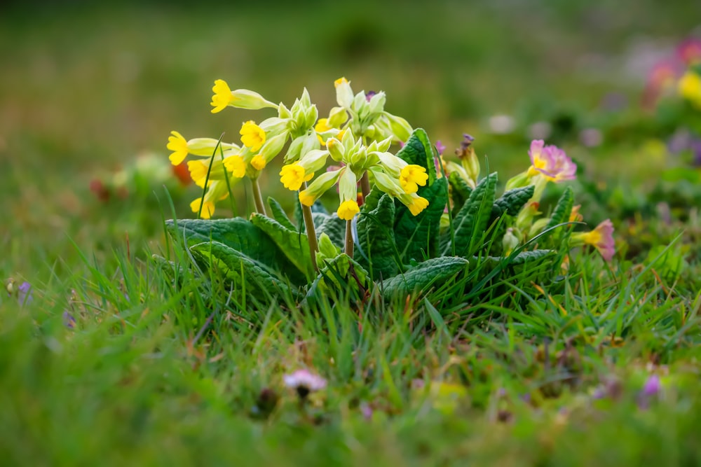 a bunch of flowers that are in the grass