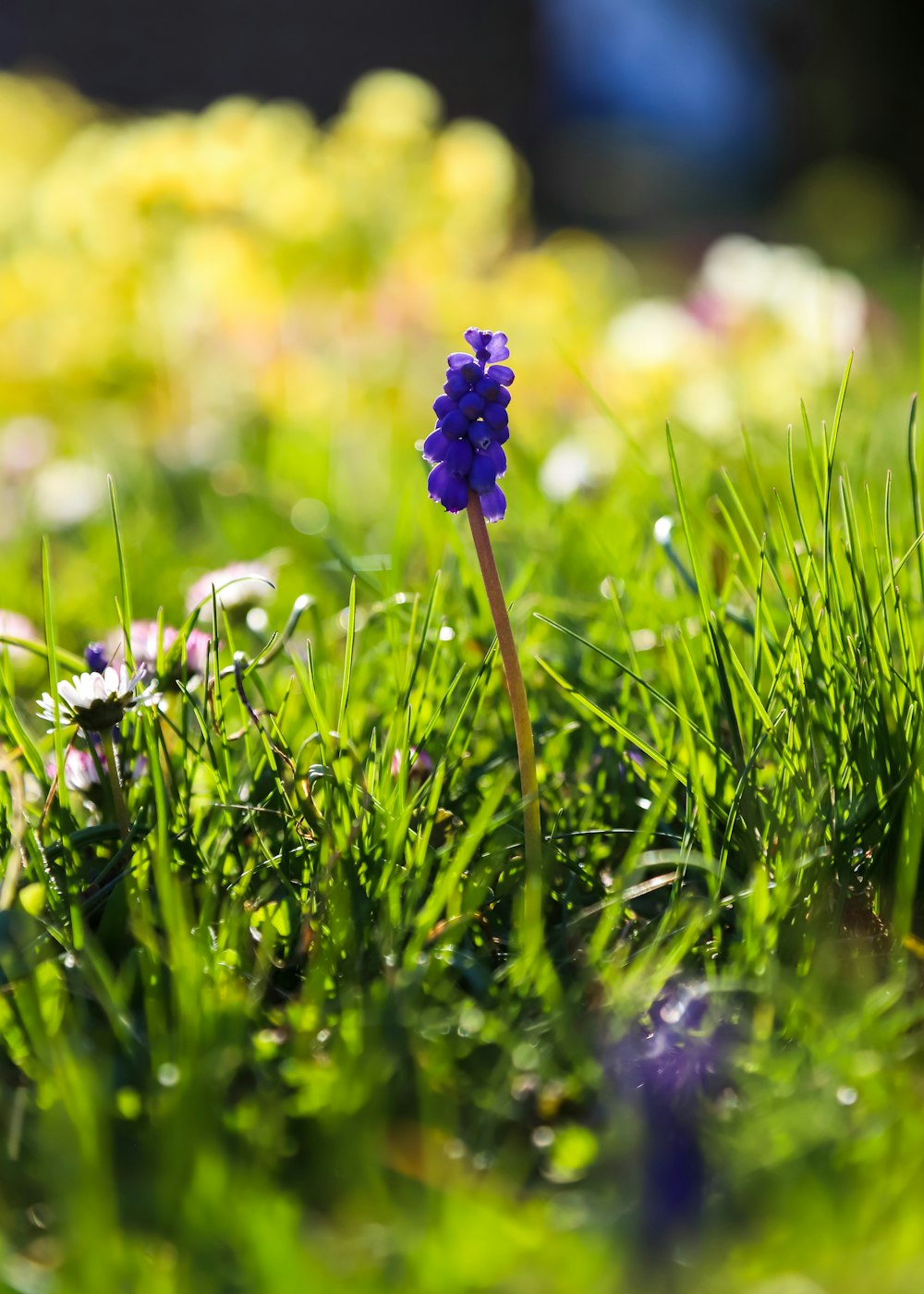 a small purple flower sitting on top of a lush green field