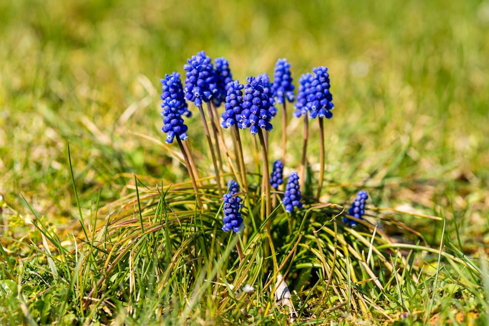un gruppo di fiori blu seduti nell'erba