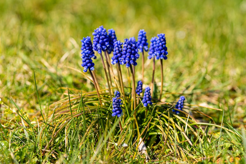 a group of blue flowers sitting in the grass