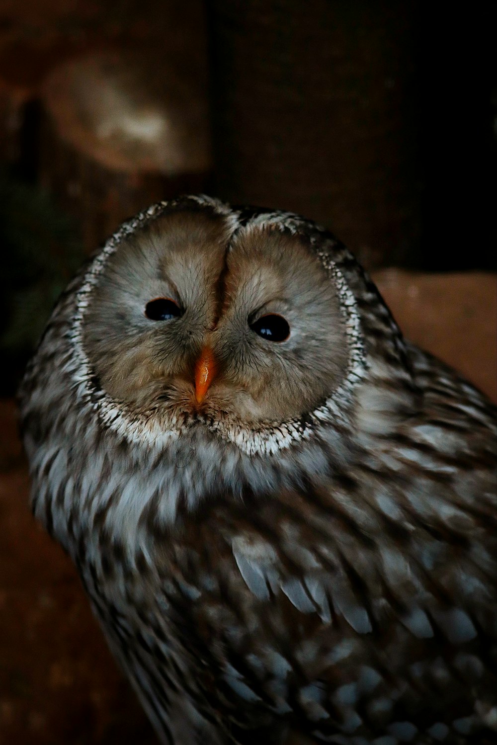 a close up of an owl with a blurry background