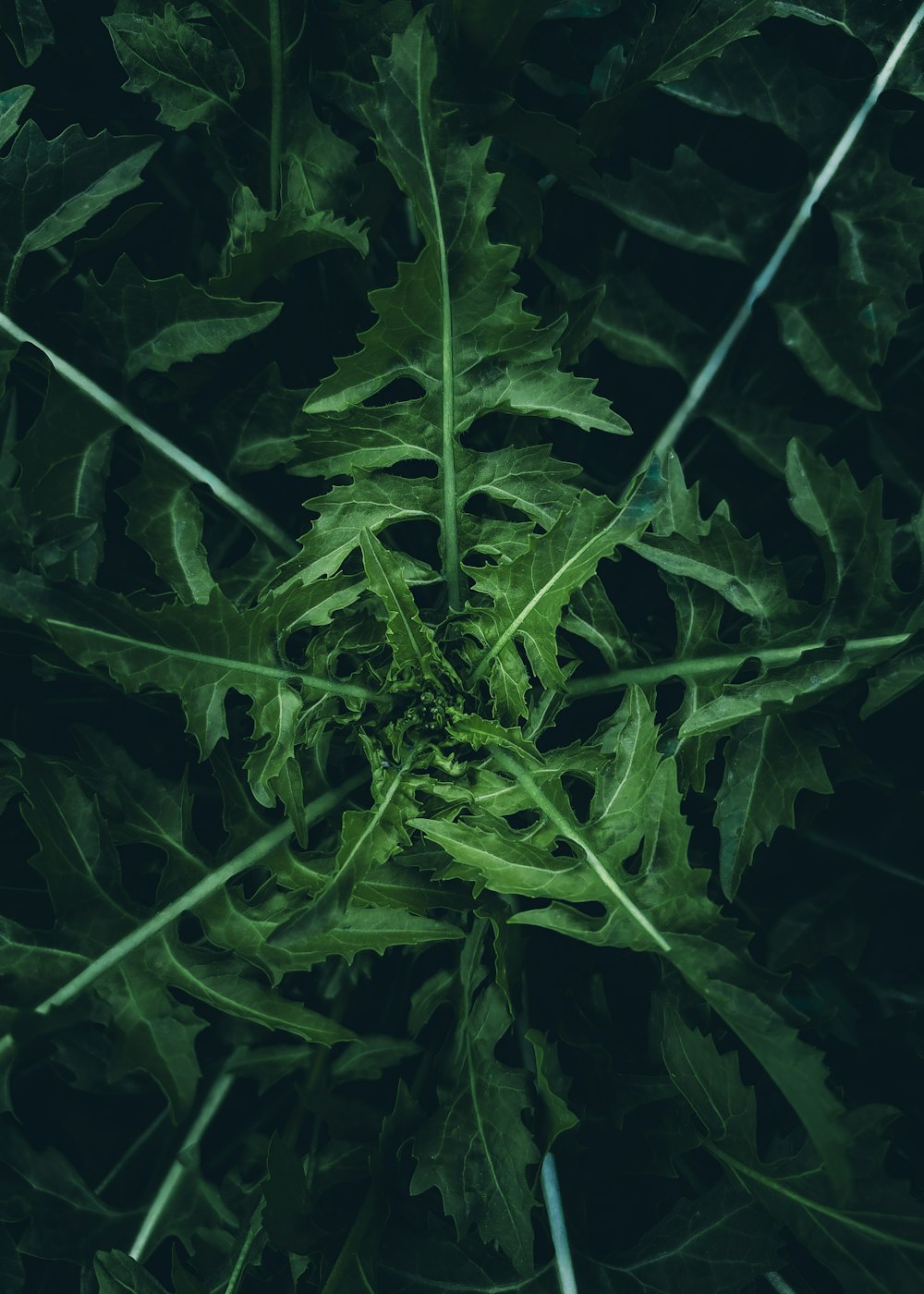 a close up of a green plant with leaves