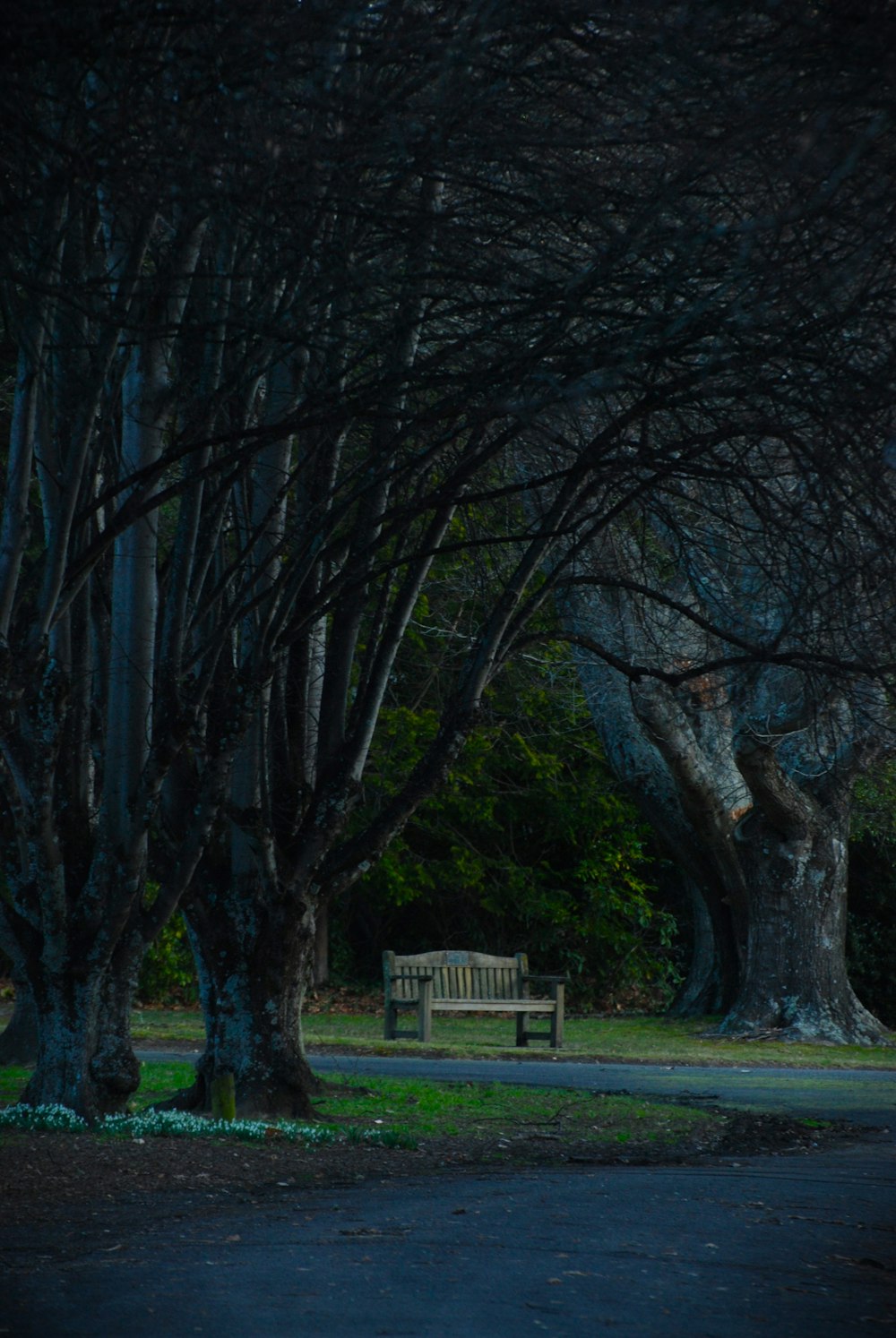 a park bench in the middle of some trees