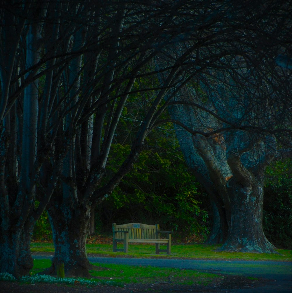 木々の真ん中にある公園のベンチ