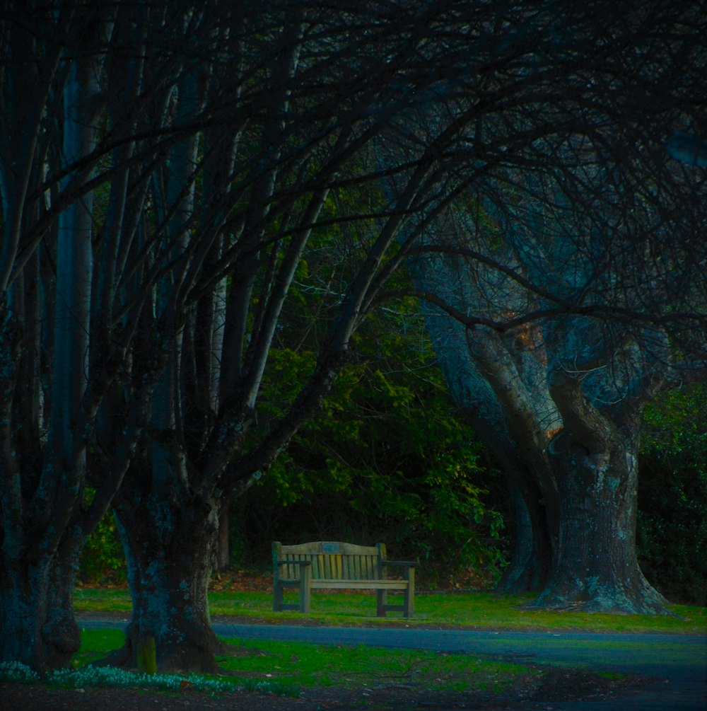 a park bench in the middle of some trees