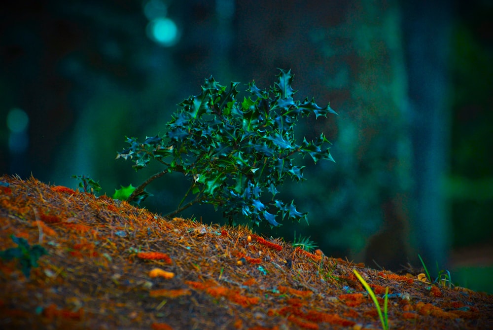 a small tree sitting on top of a hill