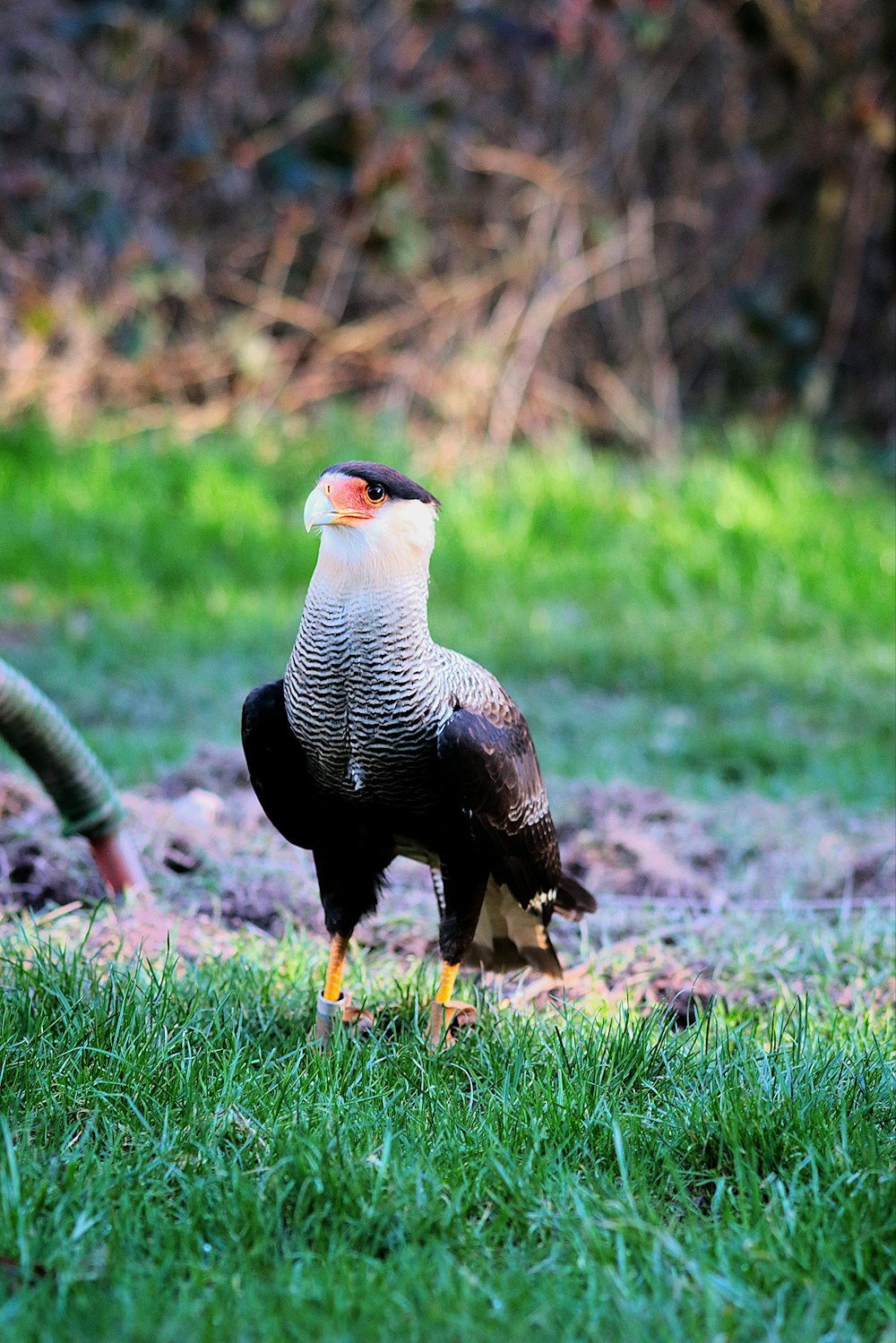 a bird standing on top of a lush green field