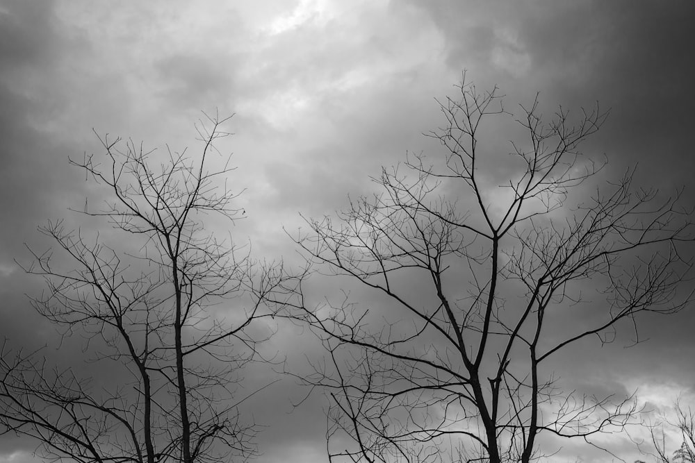 Una foto en blanco y negro de árboles desnudos contra un cielo nublado