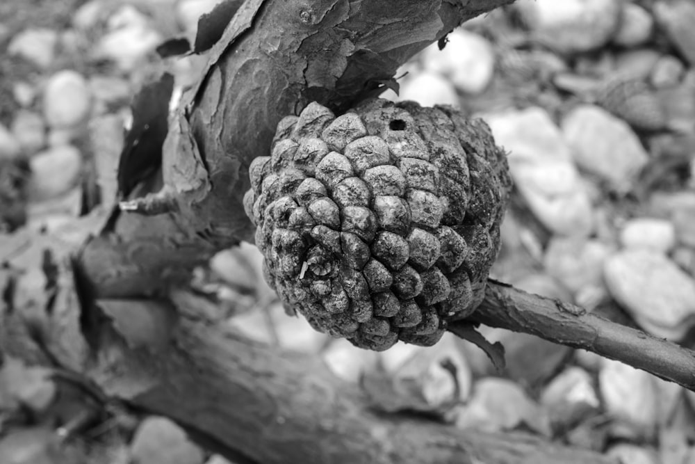 a black and white photo of a pine cone on a branch