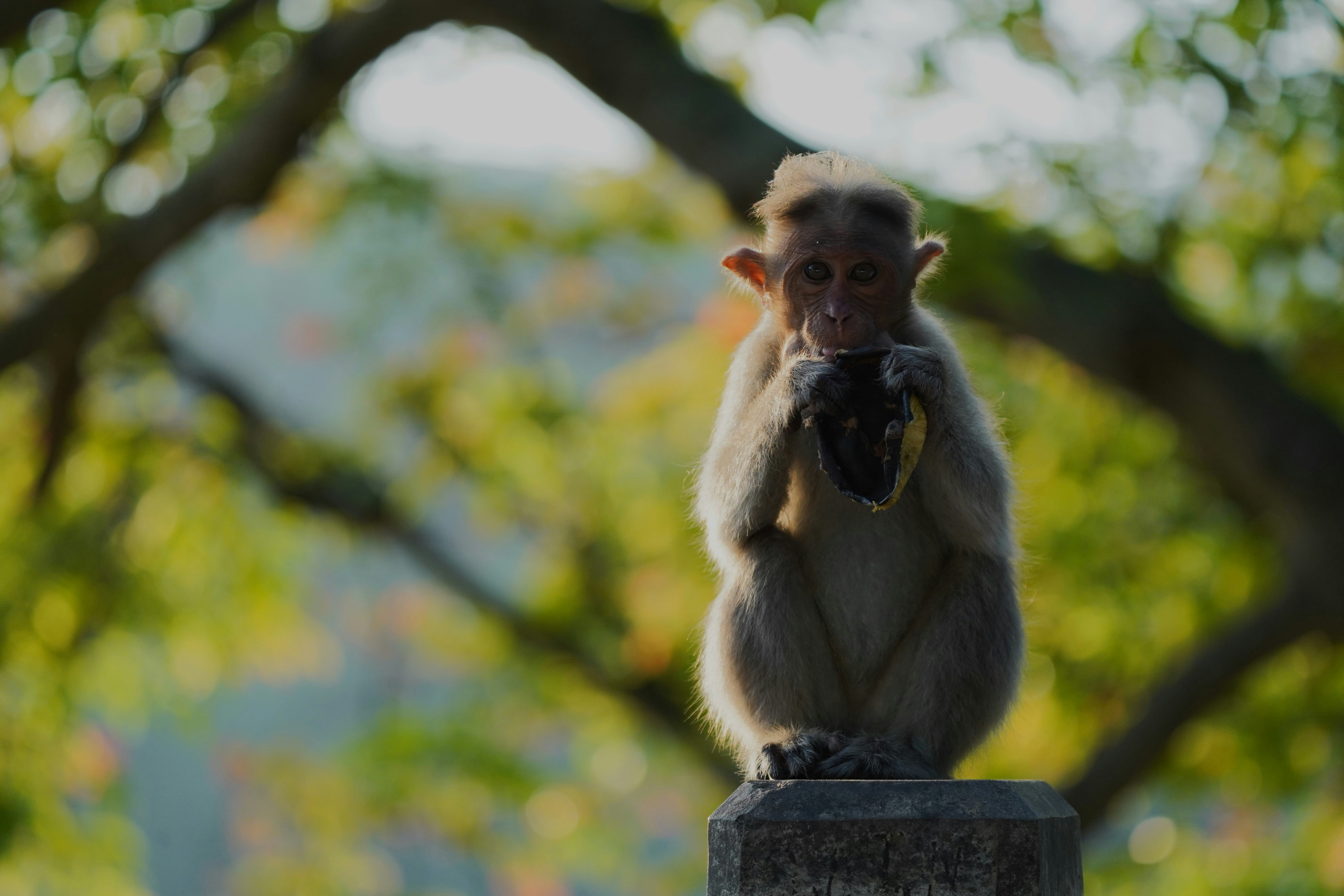 a monkey sitting on top of a cement block