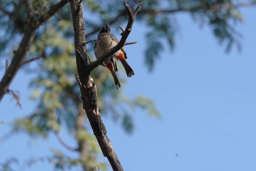 a bird sitting on a branch of a tree