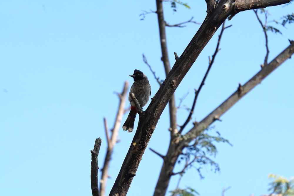 a bird sitting on a branch of a tree