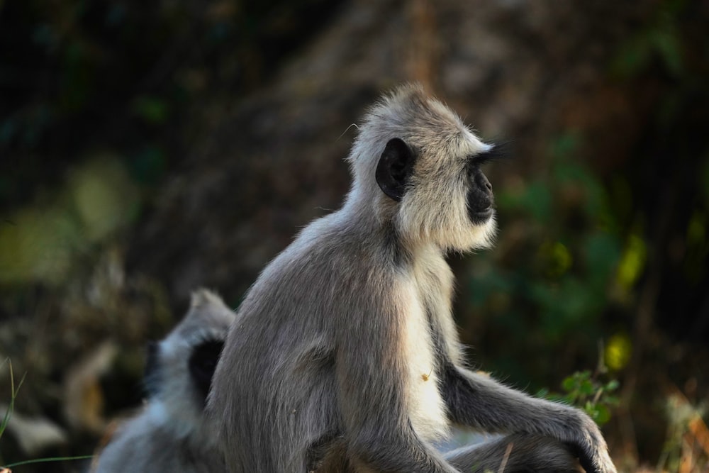 a couple of monkeys sitting on top of a lush green field