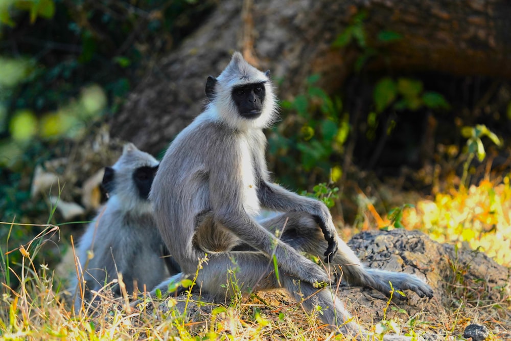 a couple of monkeys sitting on top of a lush green field