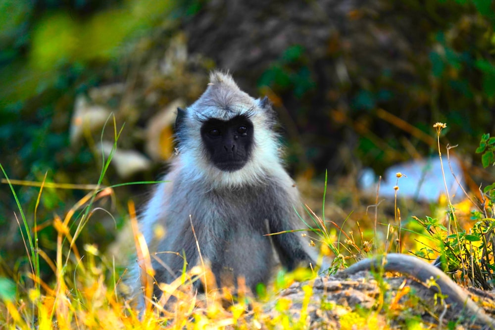 a gray and white monkey sitting in the grass