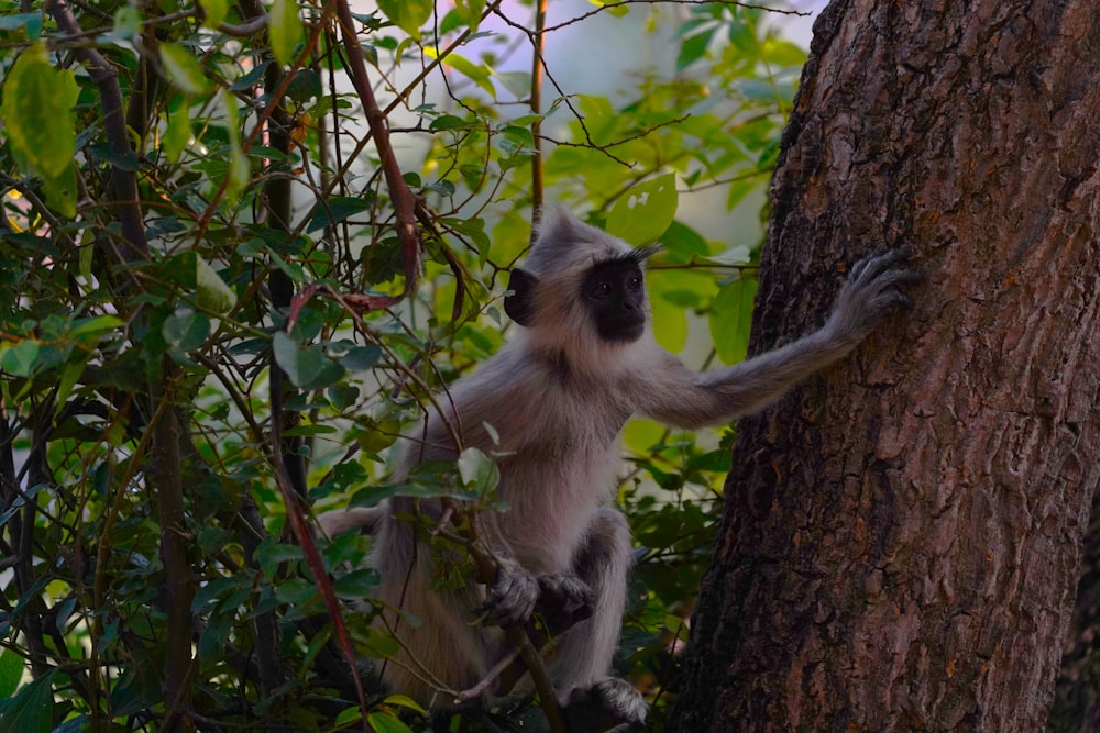 a monkey climbing up the side of a tree