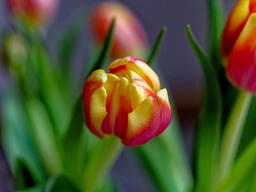 a close up of a bunch of flowers in a vase