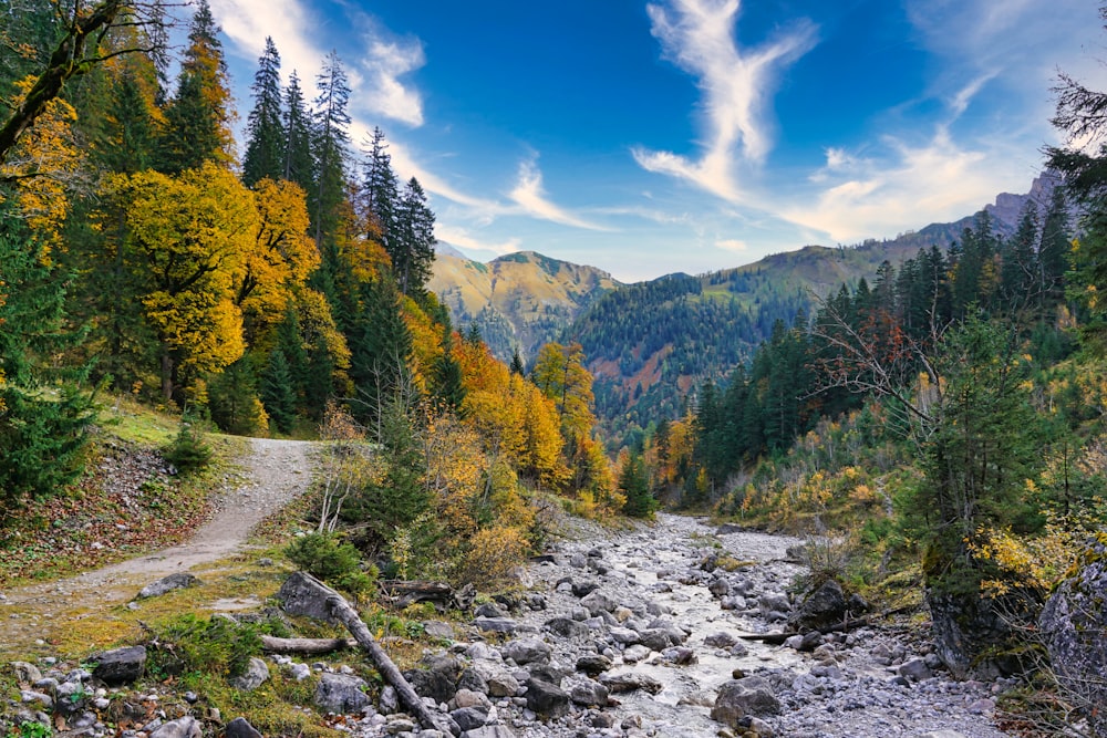 a river running through a lush green forest