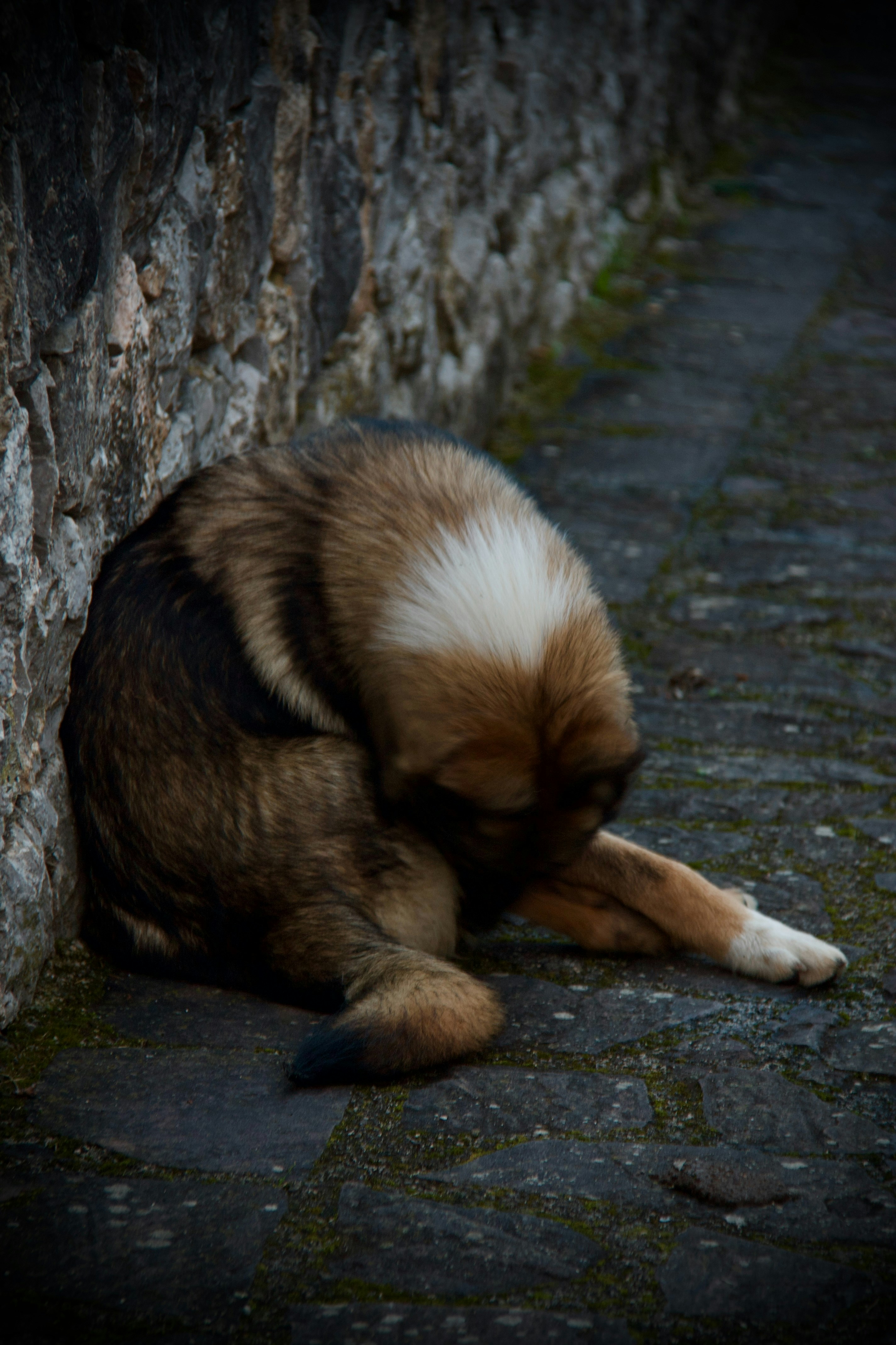 Photo by pablo_saancheezz