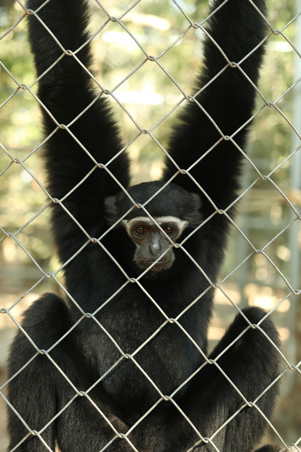 a black monkey hanging from a chain link fence