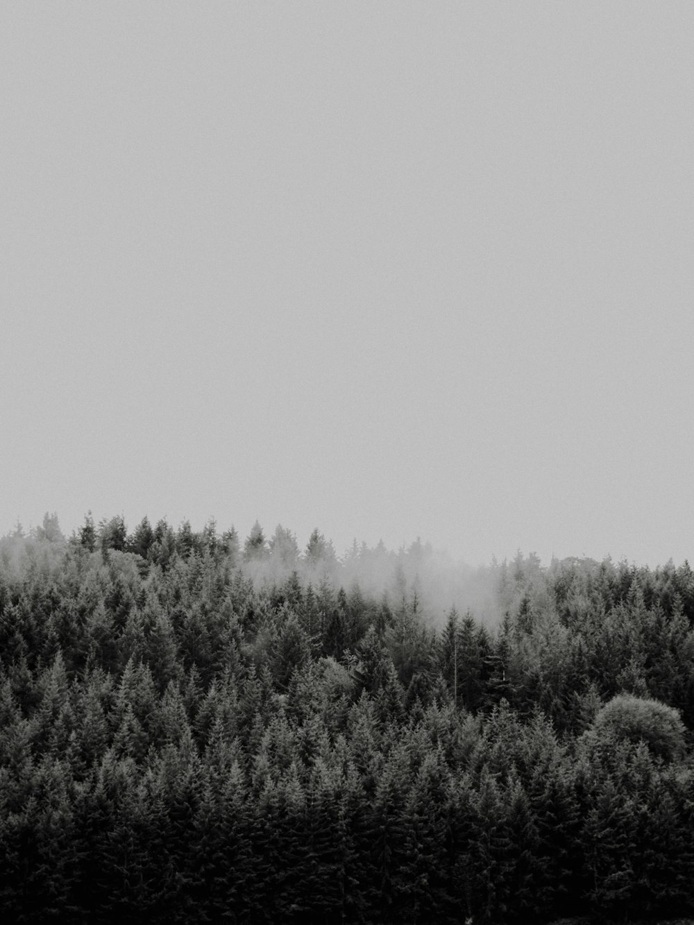 a black and white photo of a forest