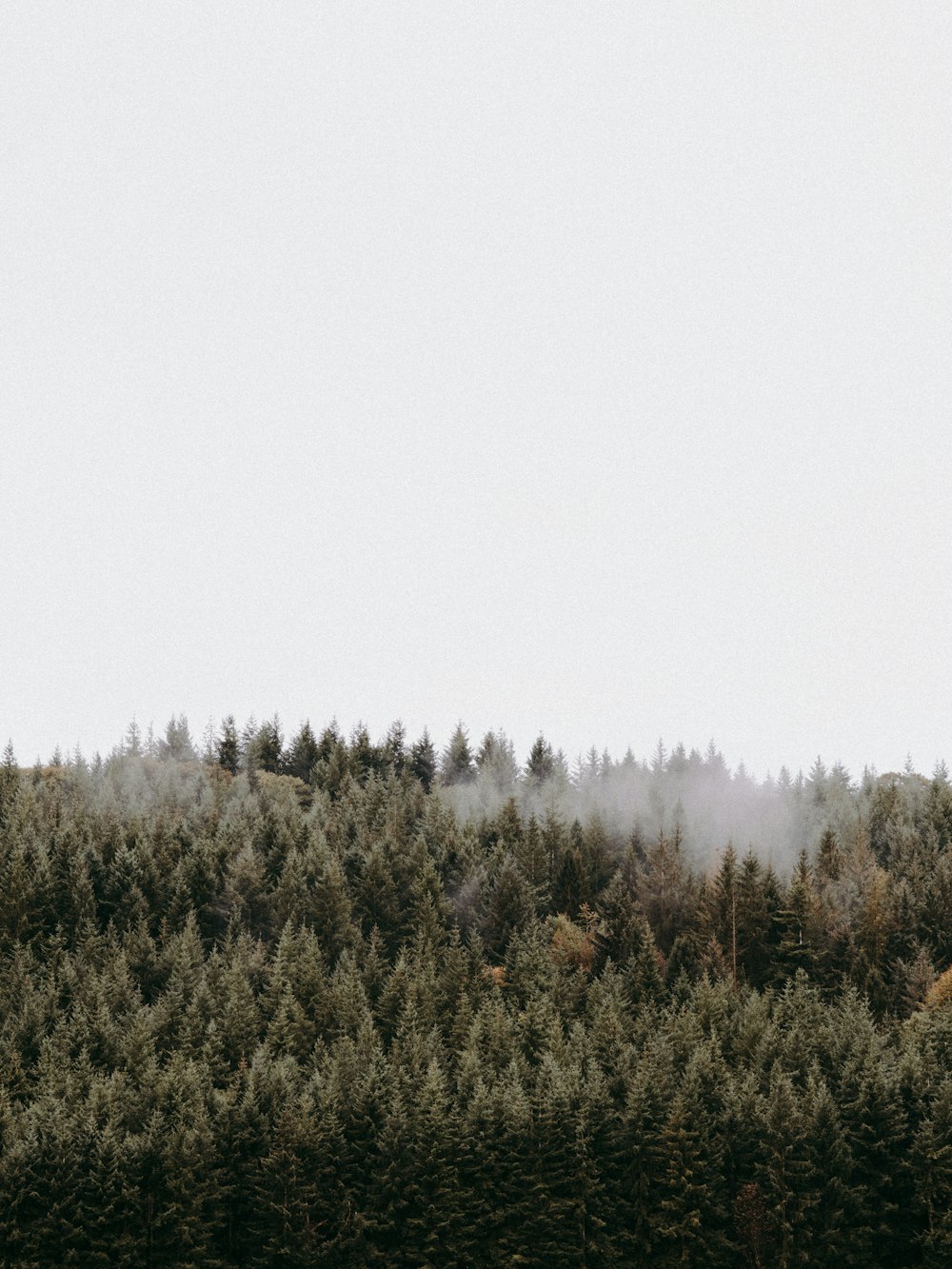 Un bosque lleno de árboles