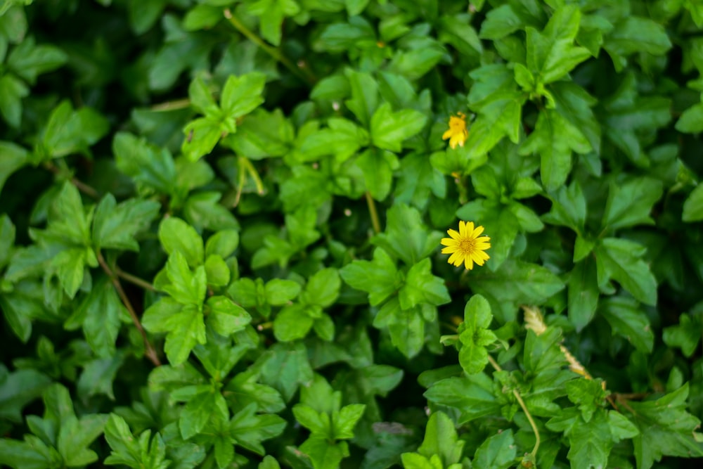 a small yellow flower surrounded by green leaves