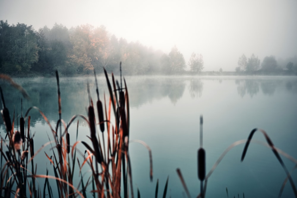 a body of water surrounded by trees and fog