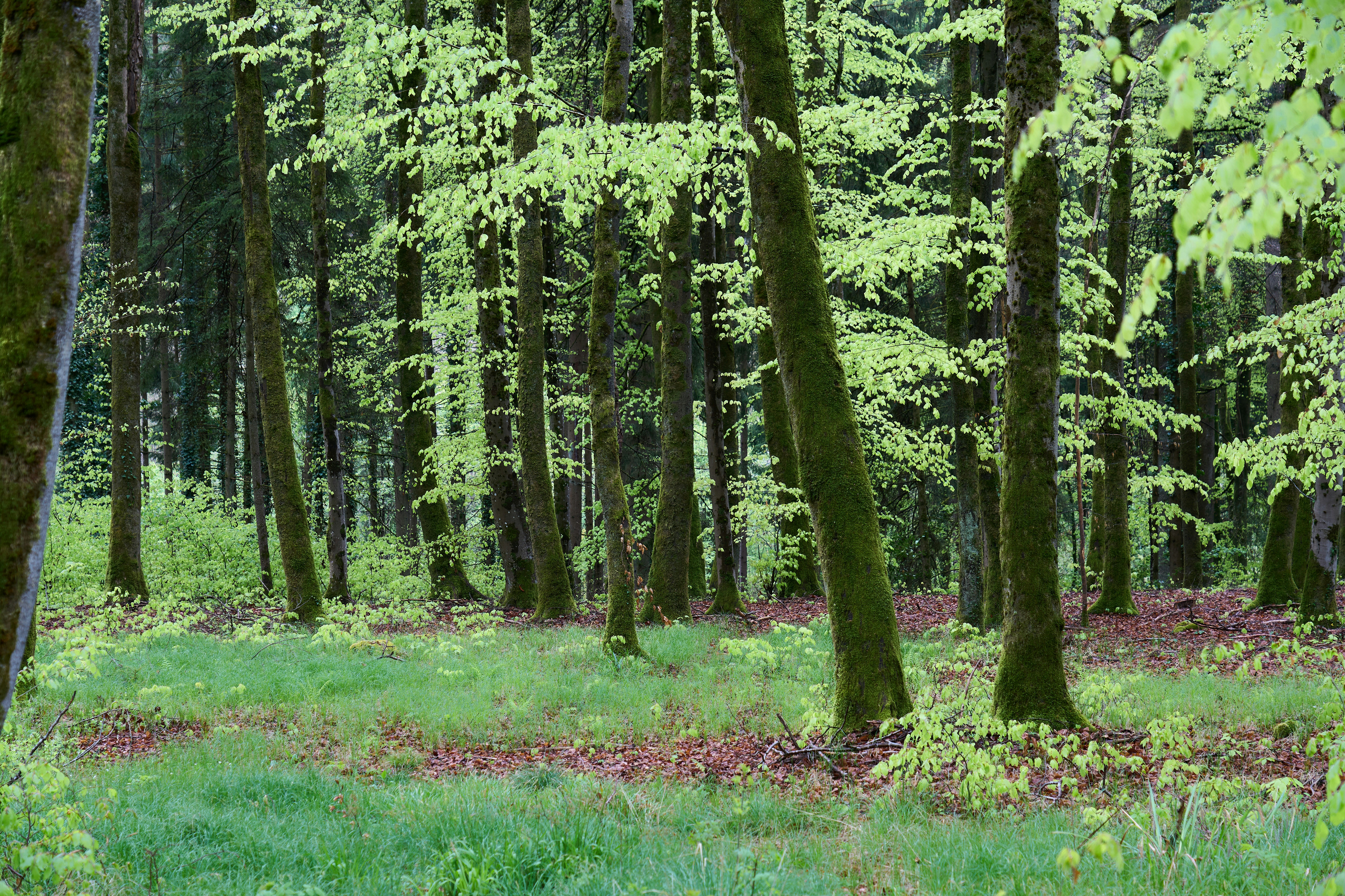 Photo by wolfgang_hasselmann