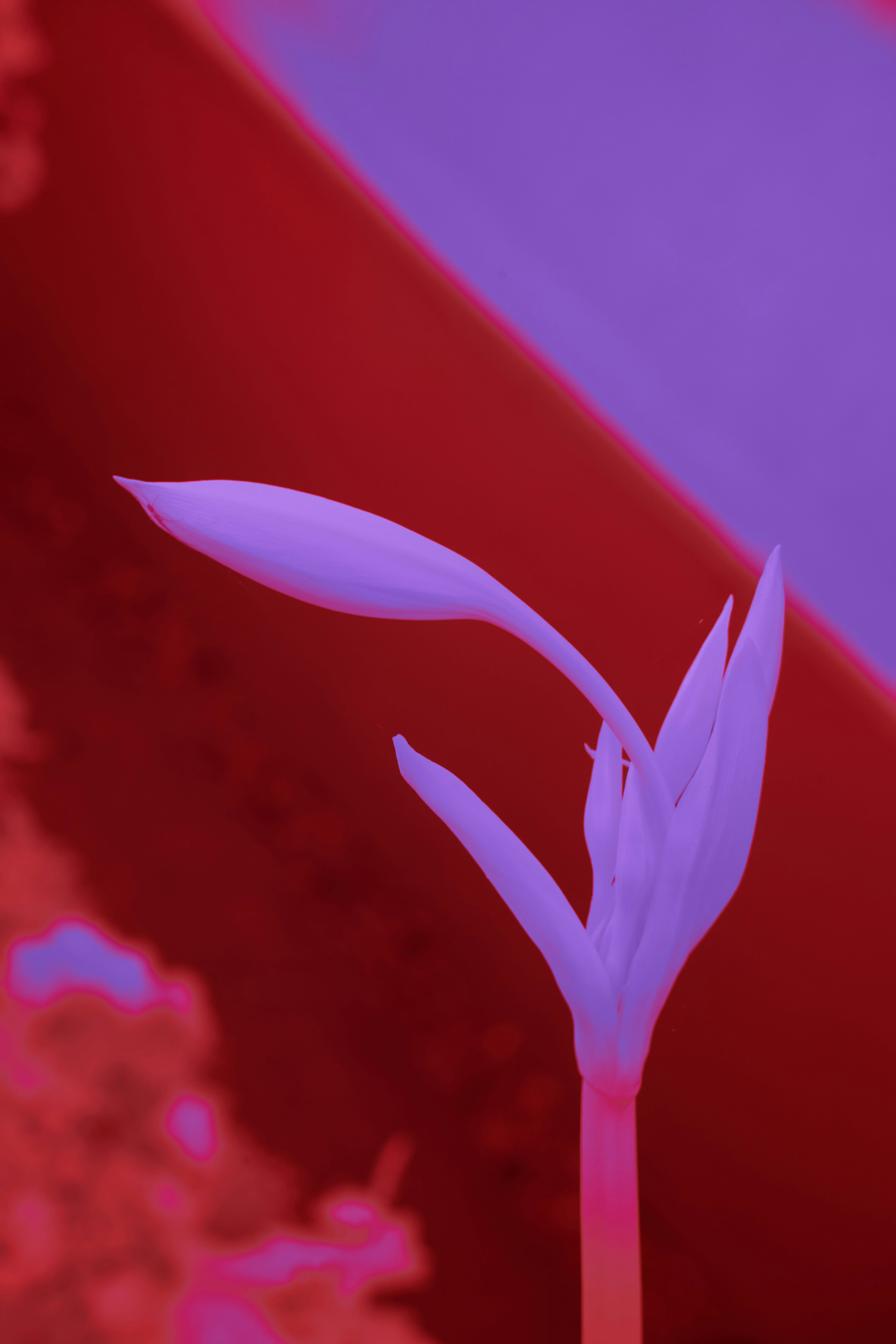 Photo by wolfgang_hasselmann